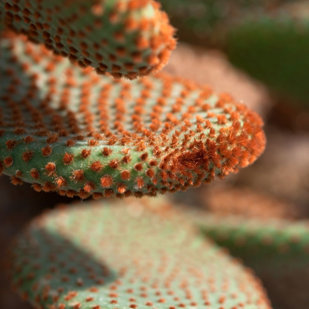 Opuntia microdasys var. rufida - Cinnamon cactus, bunny ear cactus