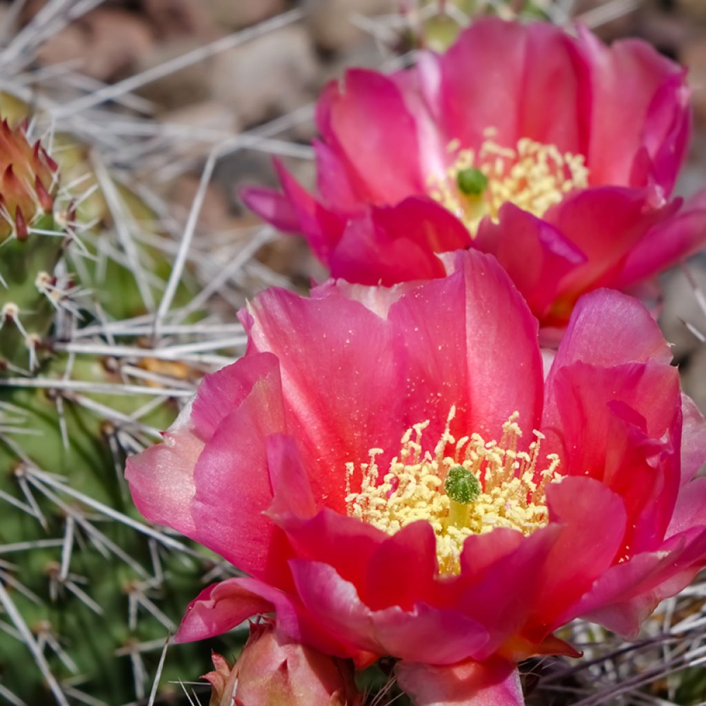 Opuntia polyacantha - Many-spined prickly pear