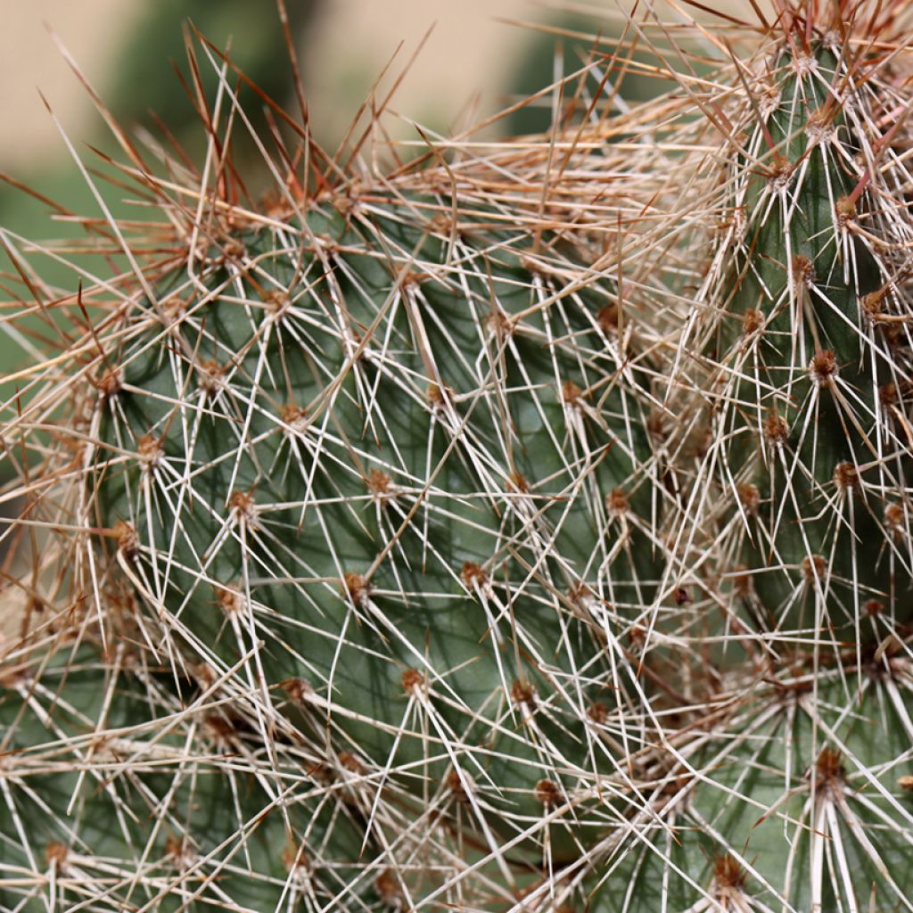 Opuntia polyacantha - Many-spined prickly pear