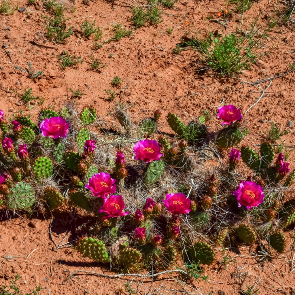 Opuntia polyacantha - Many-spined prickly pear