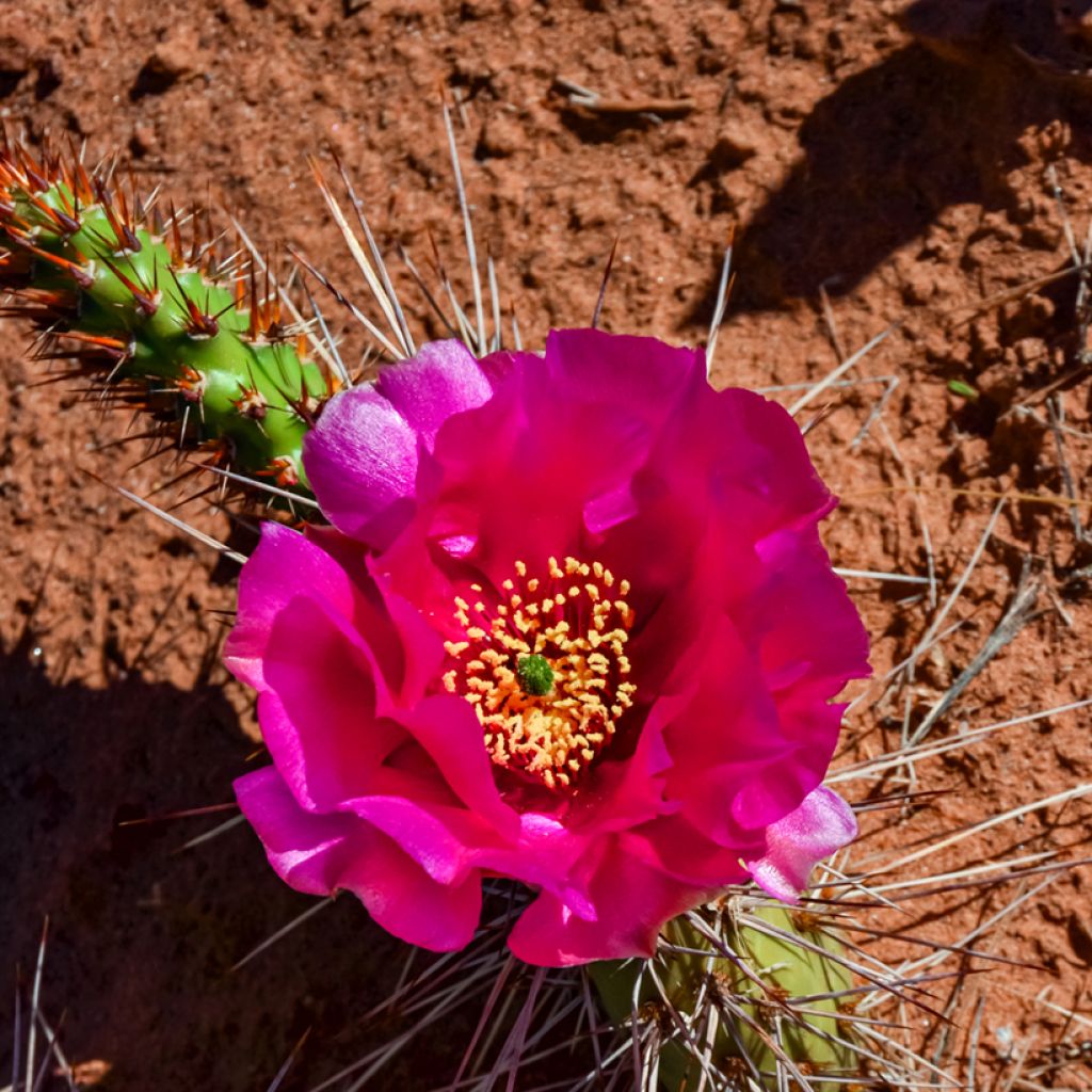 Opuntia polyacantha - Many-spined prickly pear