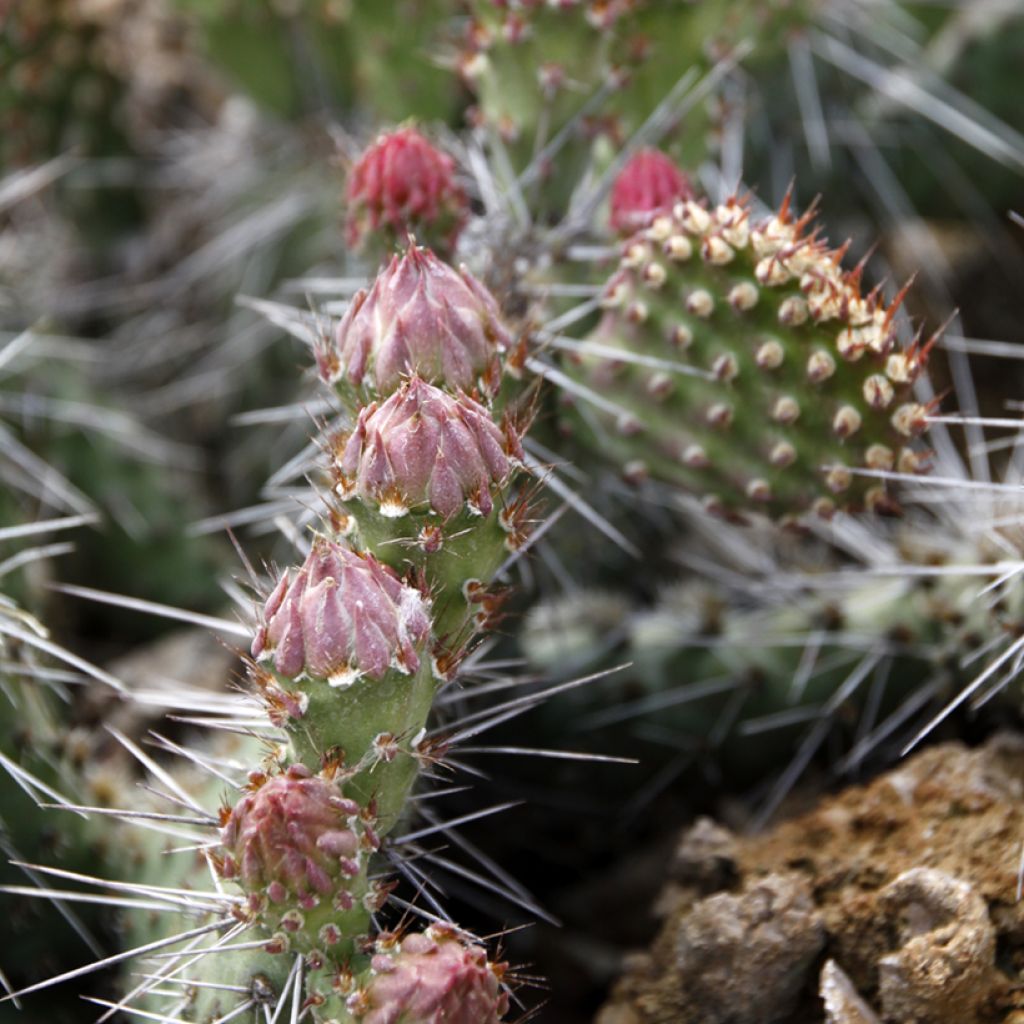 Opuntia polyacantha - Many-spined prickly pear