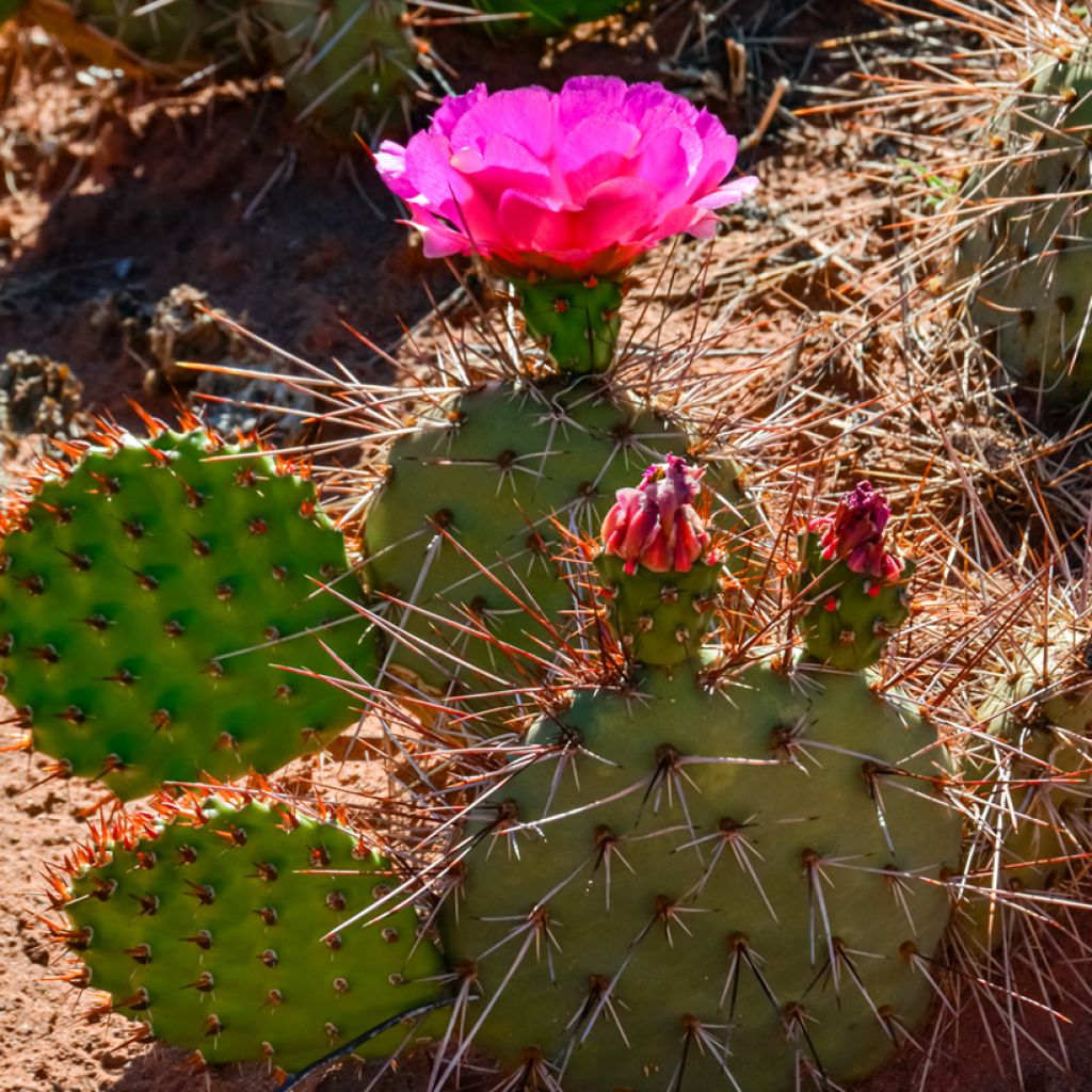 Opuntia polyacantha - Many-spined prickly pear
