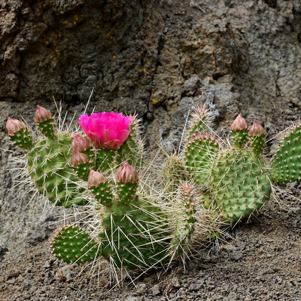 Opuntia polyacantha - Many-spined prickly pear