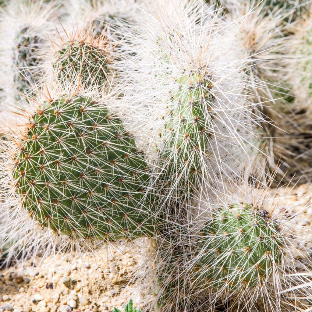 Opuntia polyacantha - Many-spined prickly pear