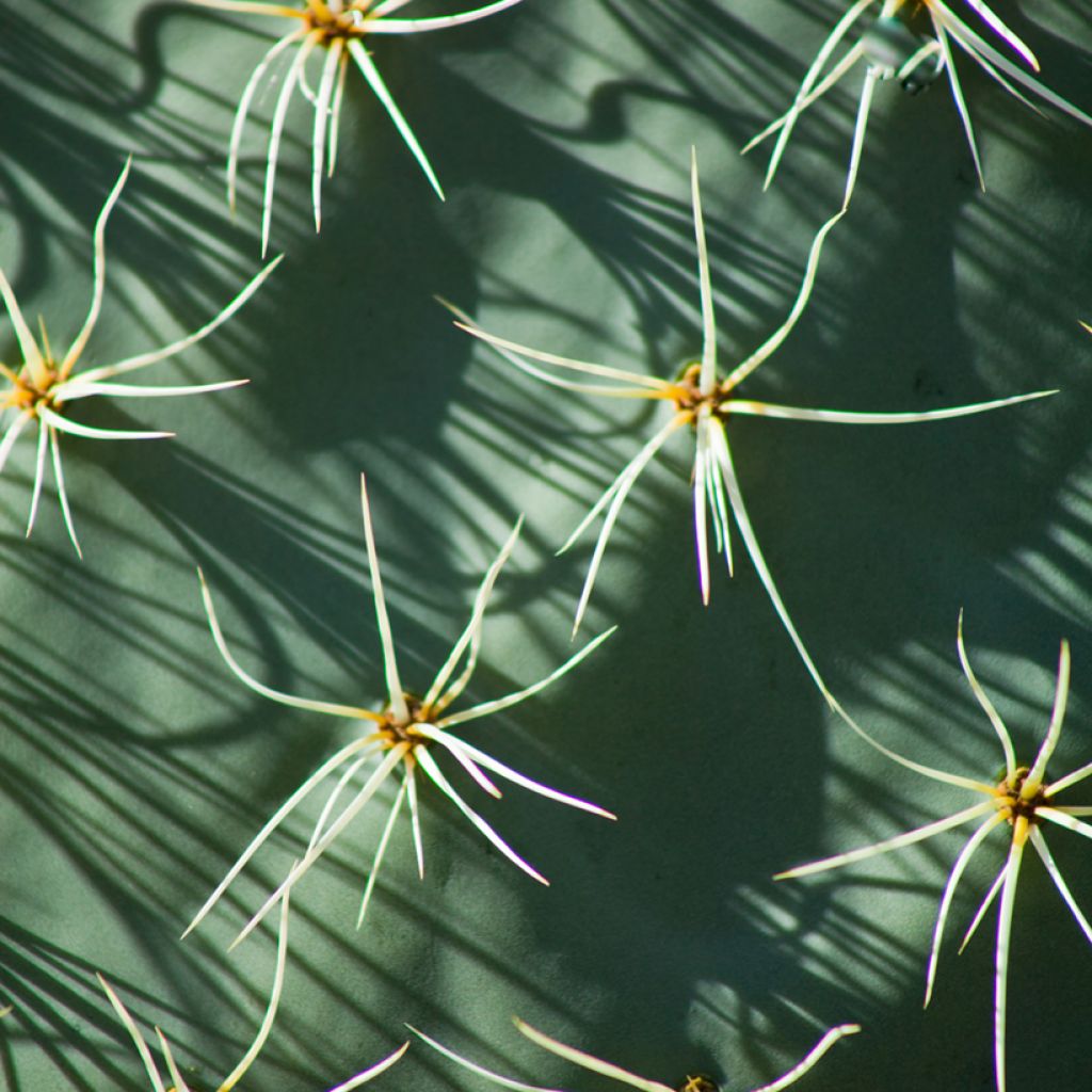 Opuntia robusta - Prickly pear