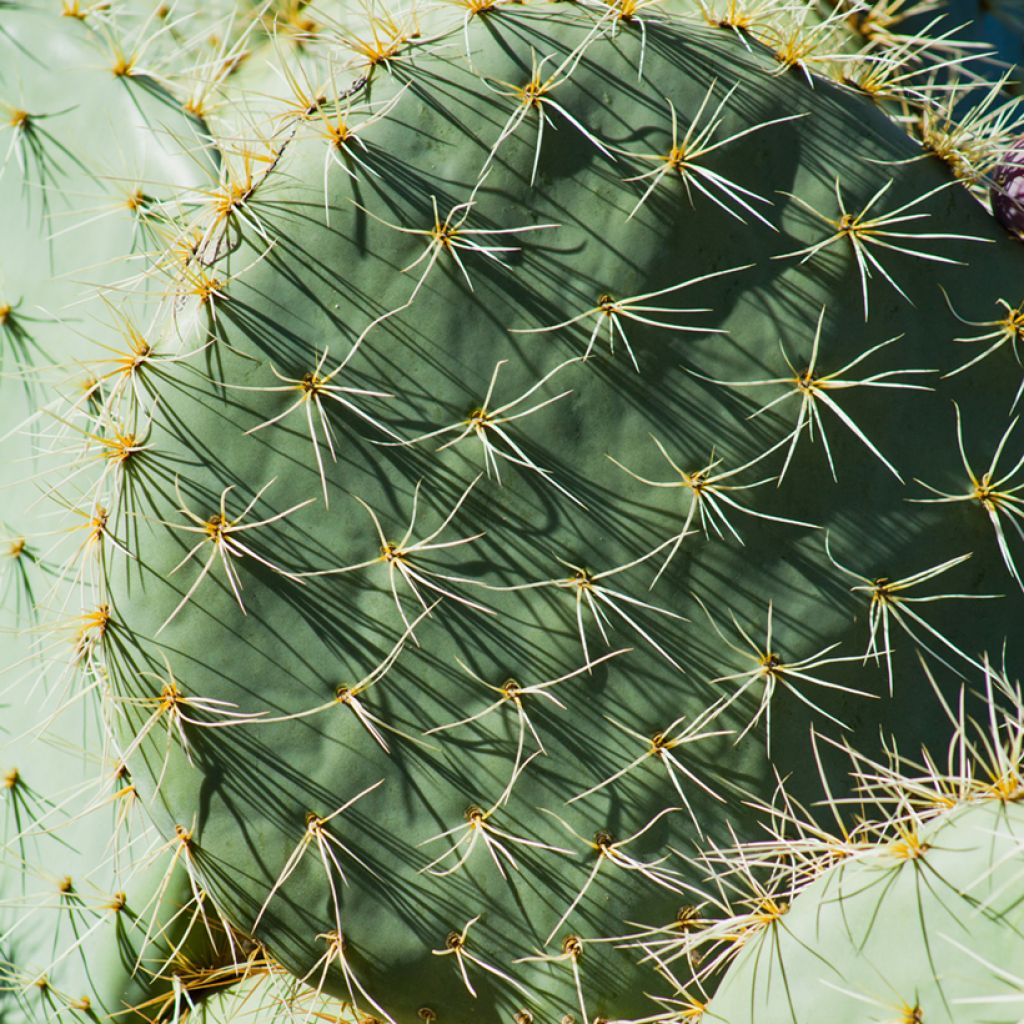 Opuntia robusta - Prickly pear