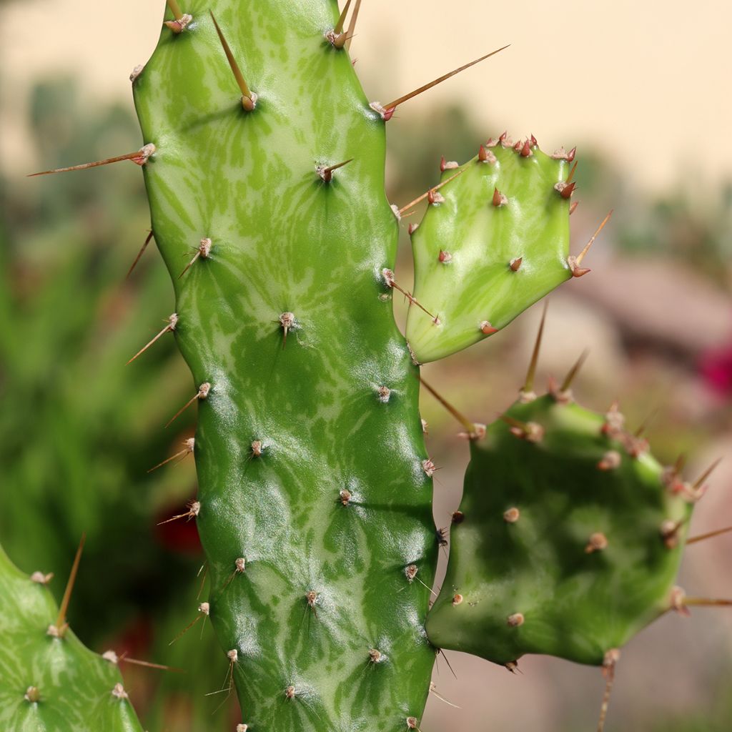 Opuntia jamaicensis Ghost - Jamaica prickly pear