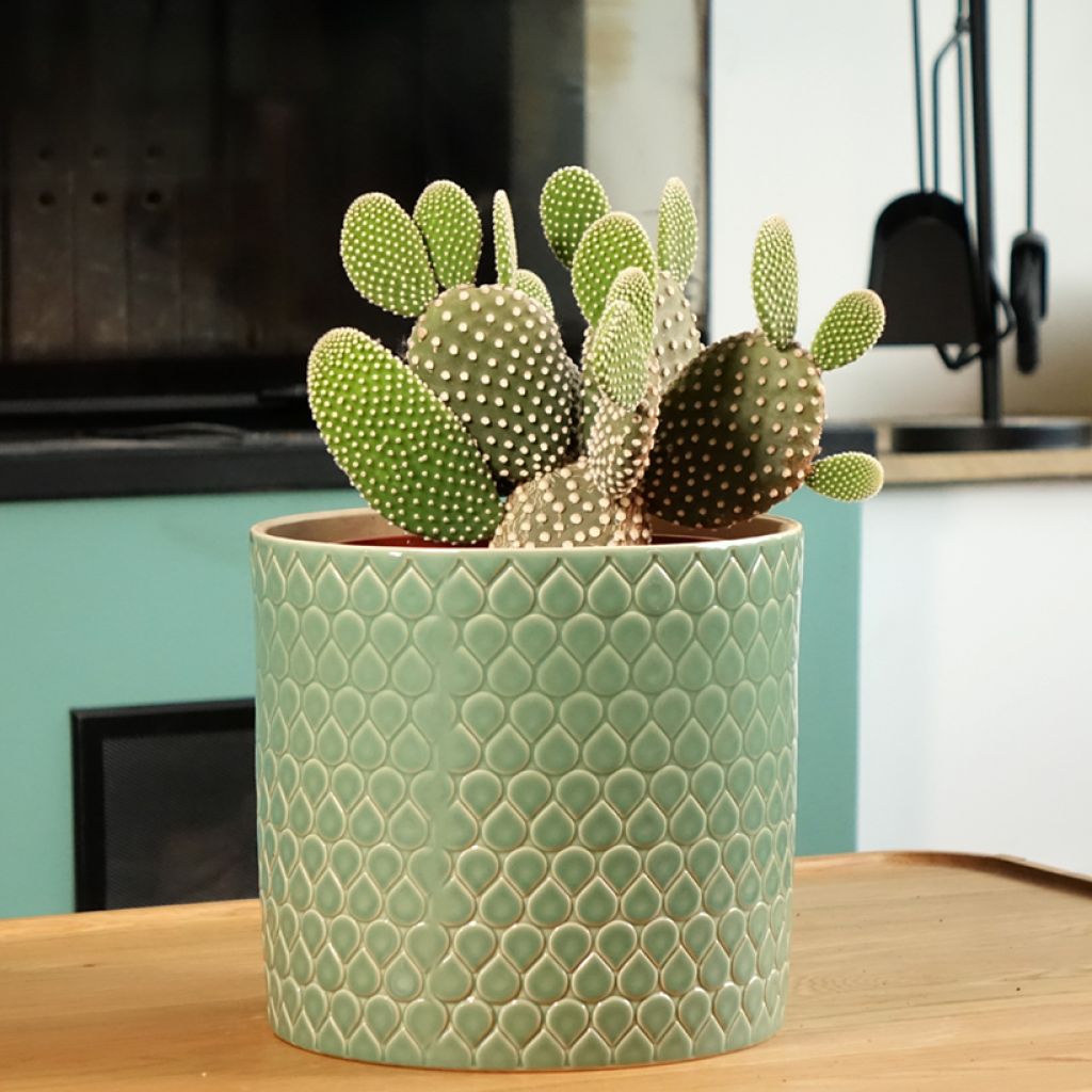Opuntia microdasys var. albispina - White bunny ear cactus
