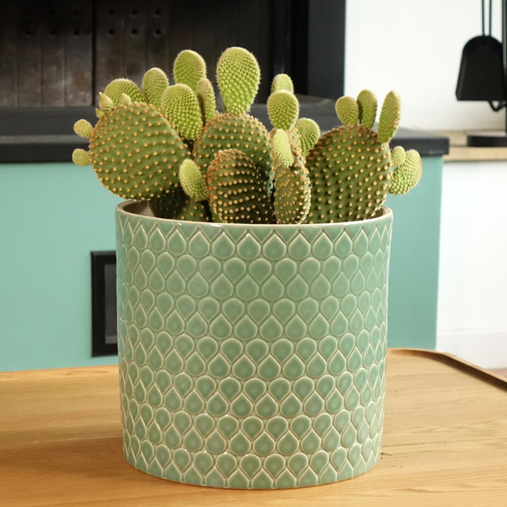 Opuntia microdasys var. pallida - Bunny eared cactus