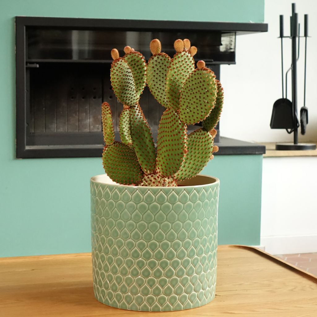 Opuntia microdasys var. rufida - Cinnamon cactus, bunny ear cactus