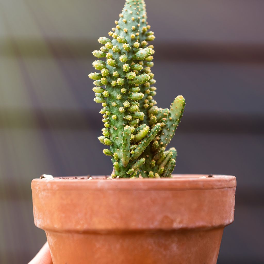 Opuntia monacantha - Prickly pear cactus
