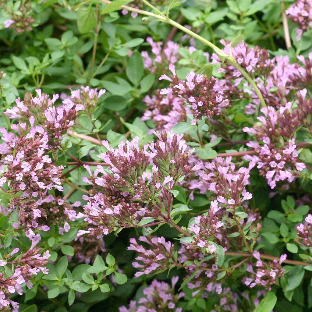 Origanum laevigatum Herrenhausen - Oregano
