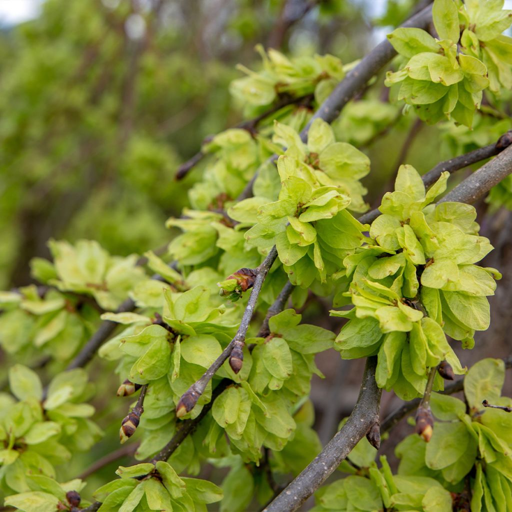 Ulmus glabra Pendula - Elm