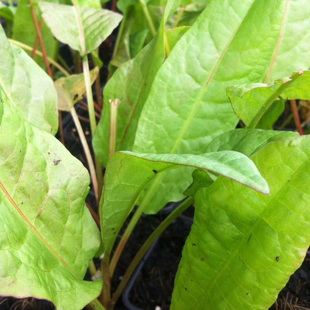 Organic Patience Dock - Rumex patientia