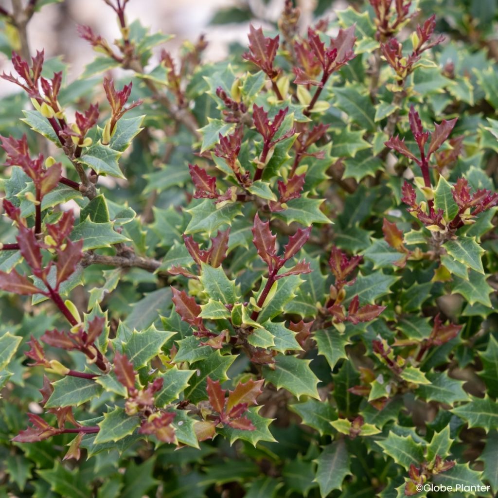 Osmanthus heterophyllus Perfume Party - Holly olive