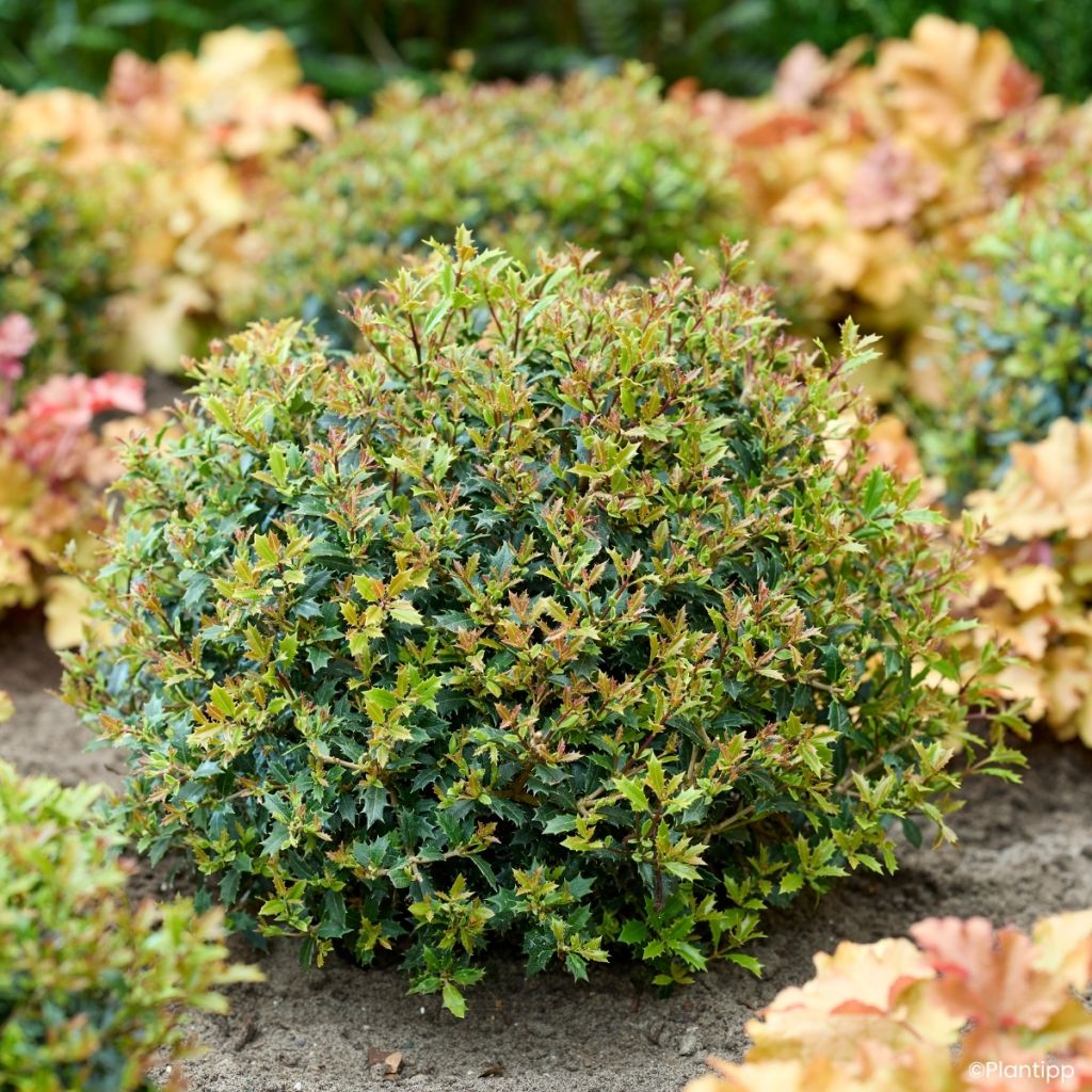 Osmanthus heterophyllus Perfume Party - Holly olive