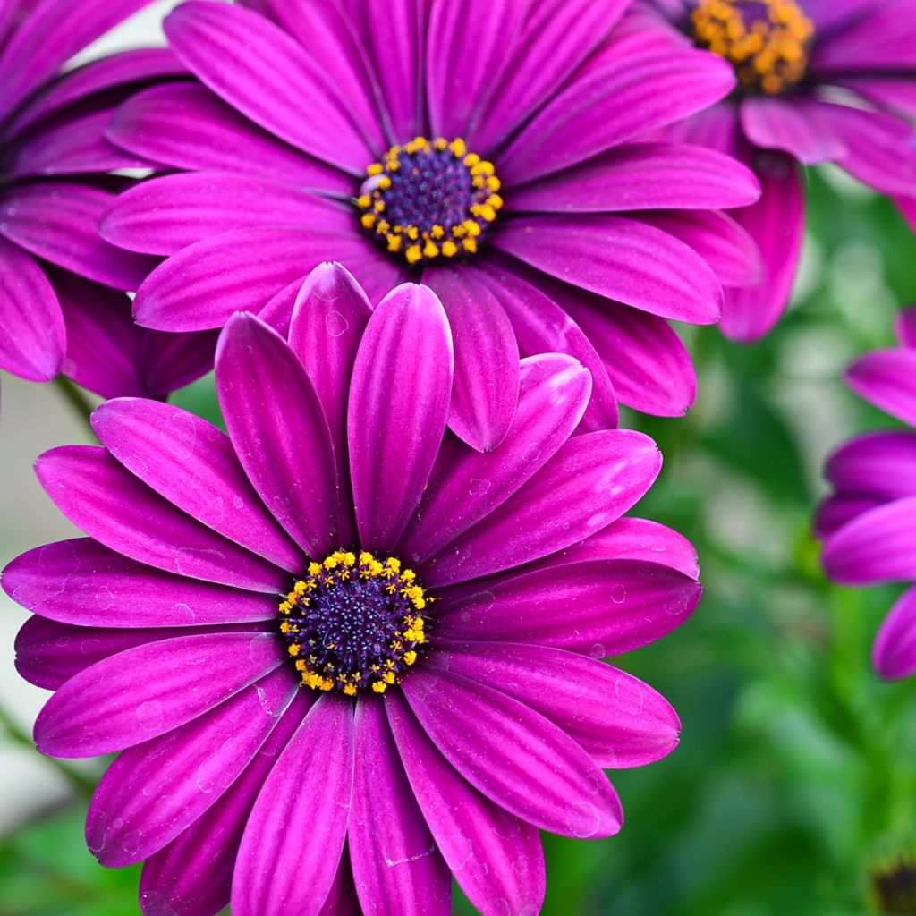 Osteospermum Dalina Bright Purple - Cape Daisy
