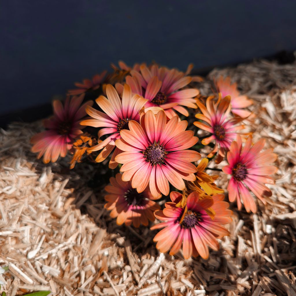 Osteospermum Cape Daisy Fireburst - Cape Daisy