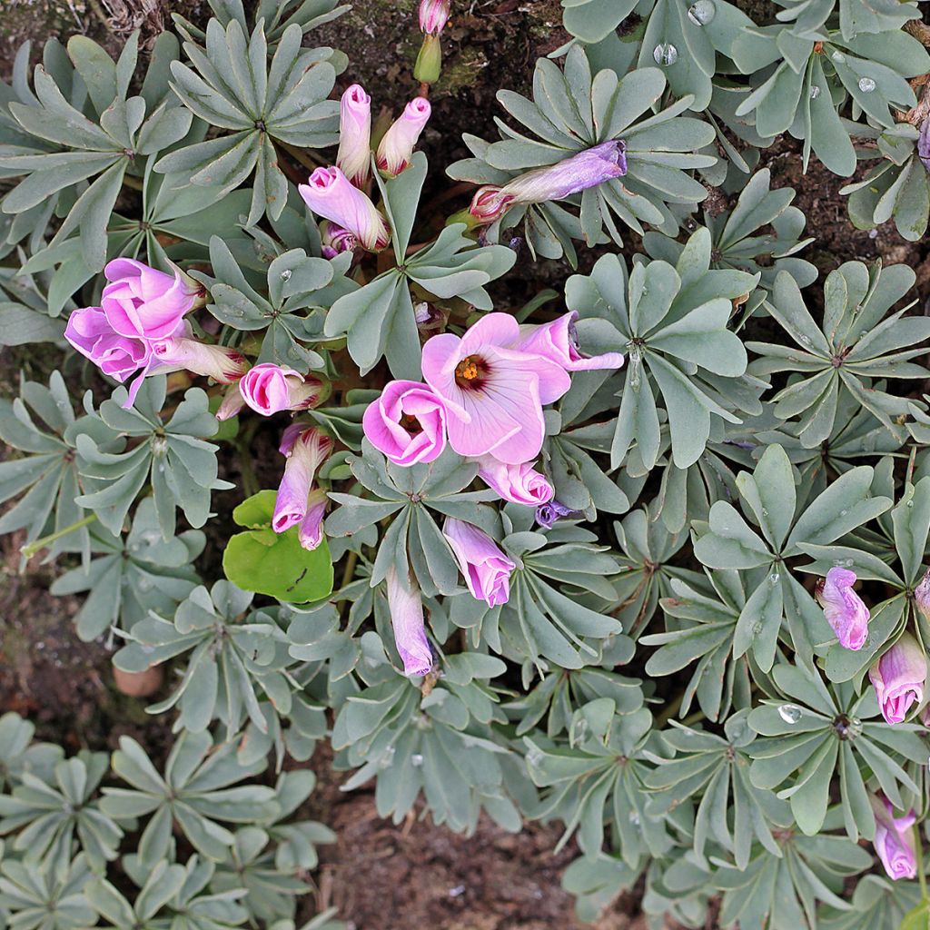 Oxalis adenophylla 