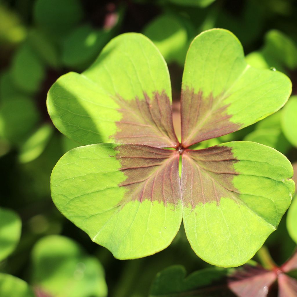 Oxalis deppei