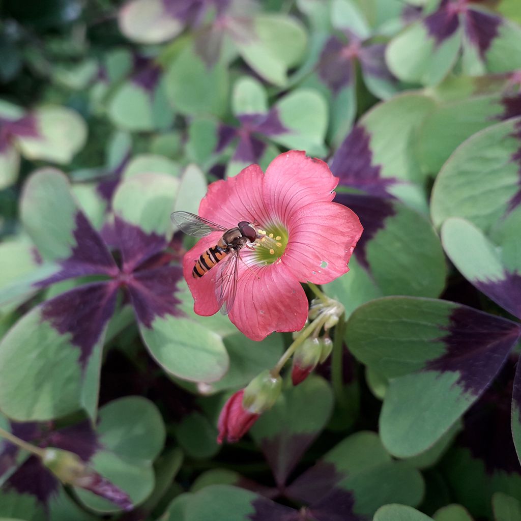 Oxalis deppei