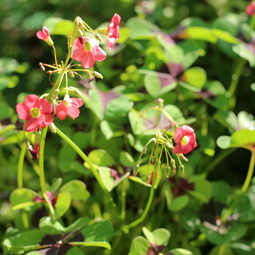 Oxalis deppei