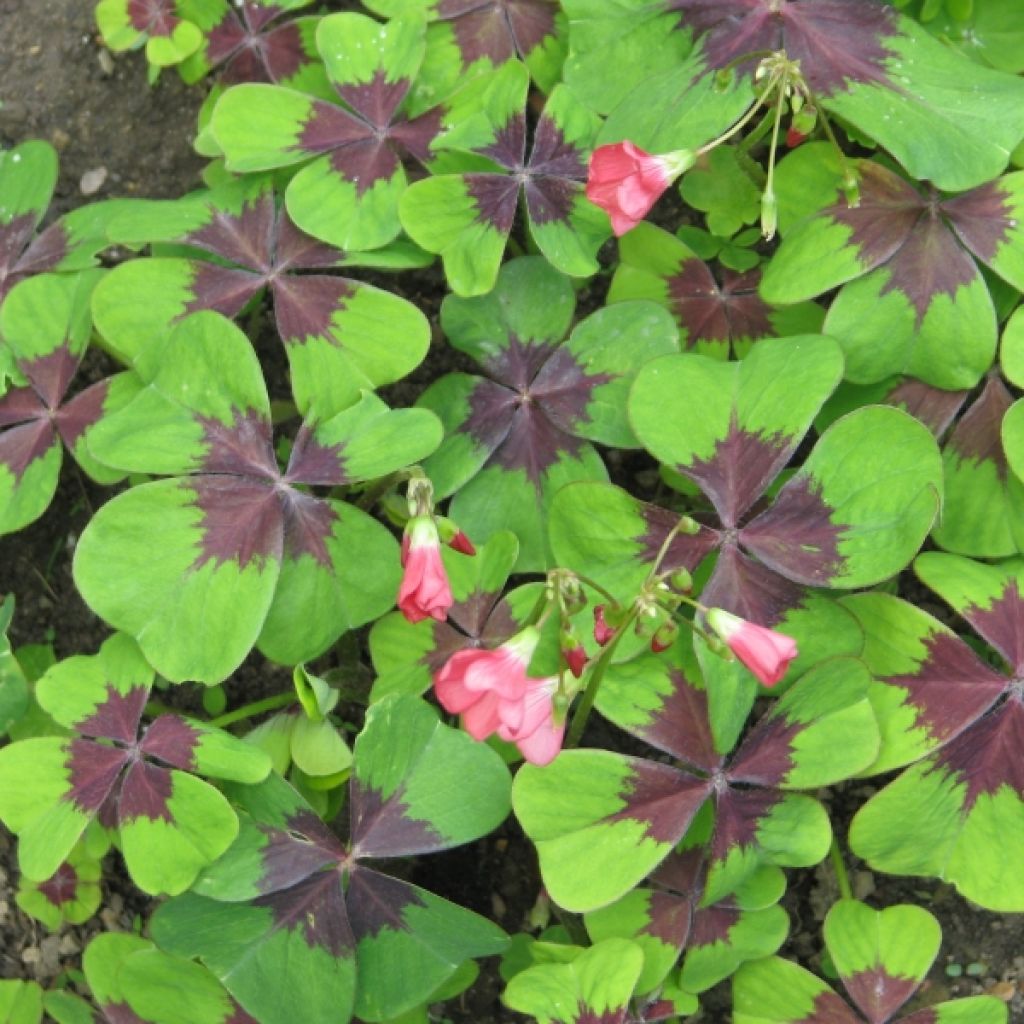 Oxalis deppei