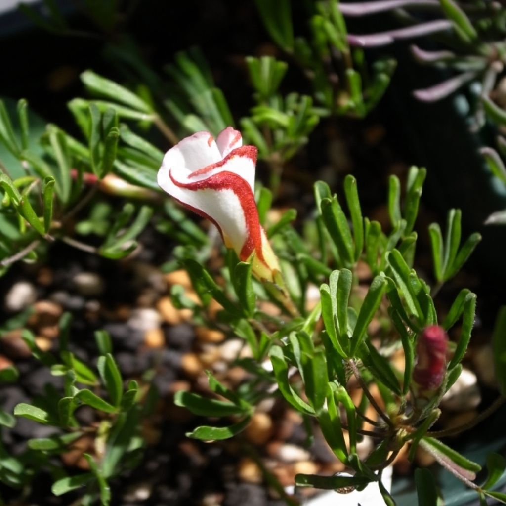 Oxalis versicolor 