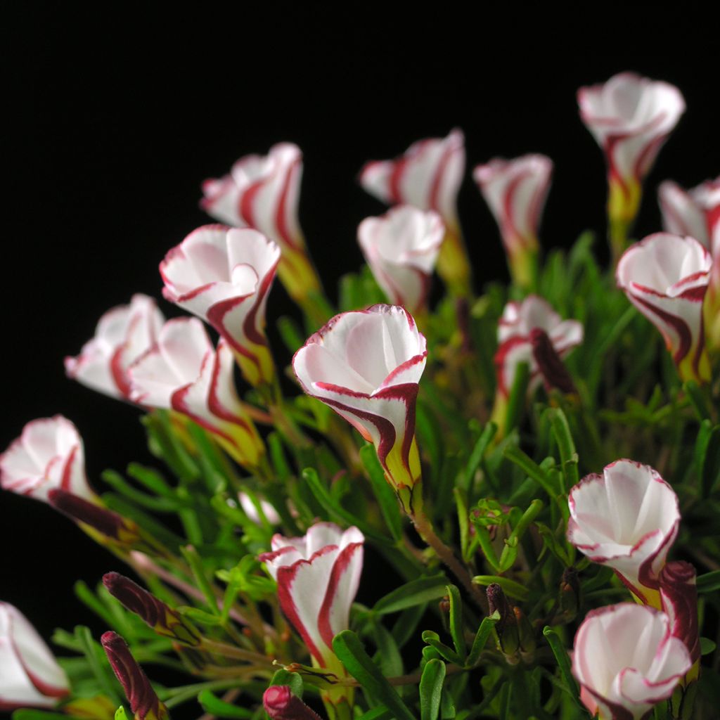 Oxalis versicolor 