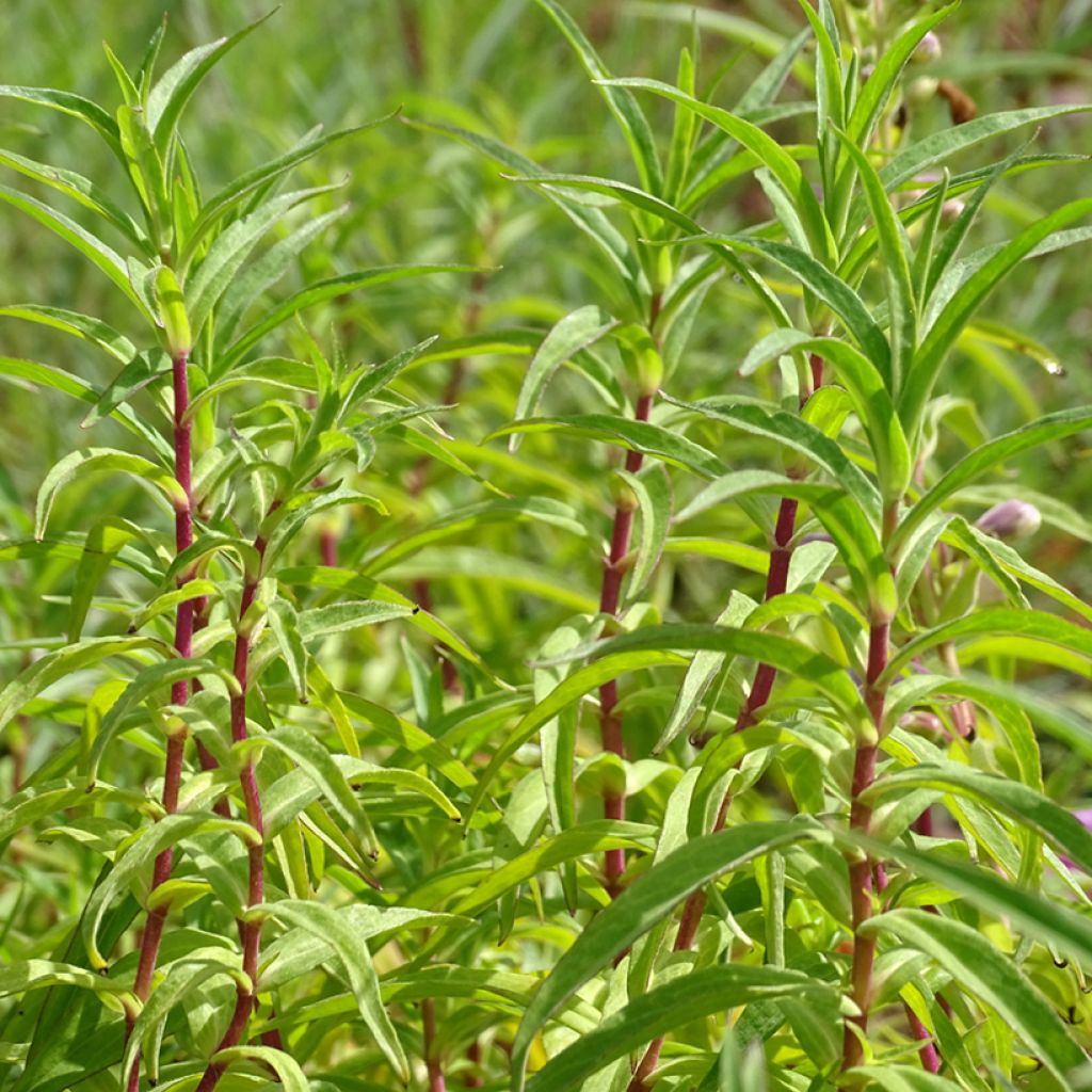 Penstemon Sour Grapes - Beardtongue