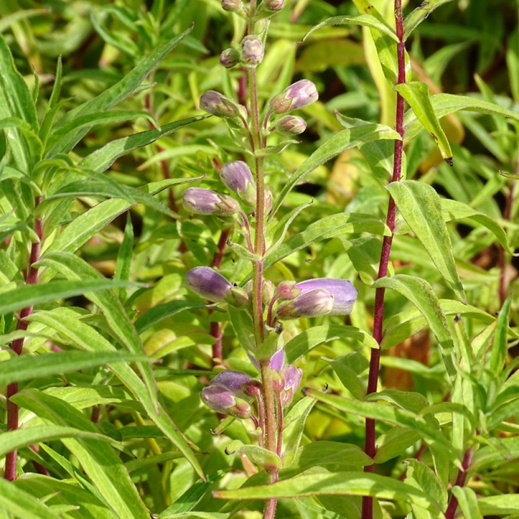 Penstemon Sour Grapes - Beardtongue