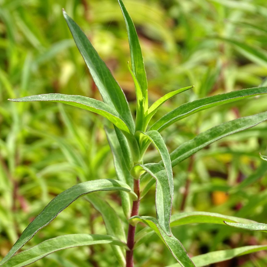 Penstemon Sour Grapes - Beardtongue