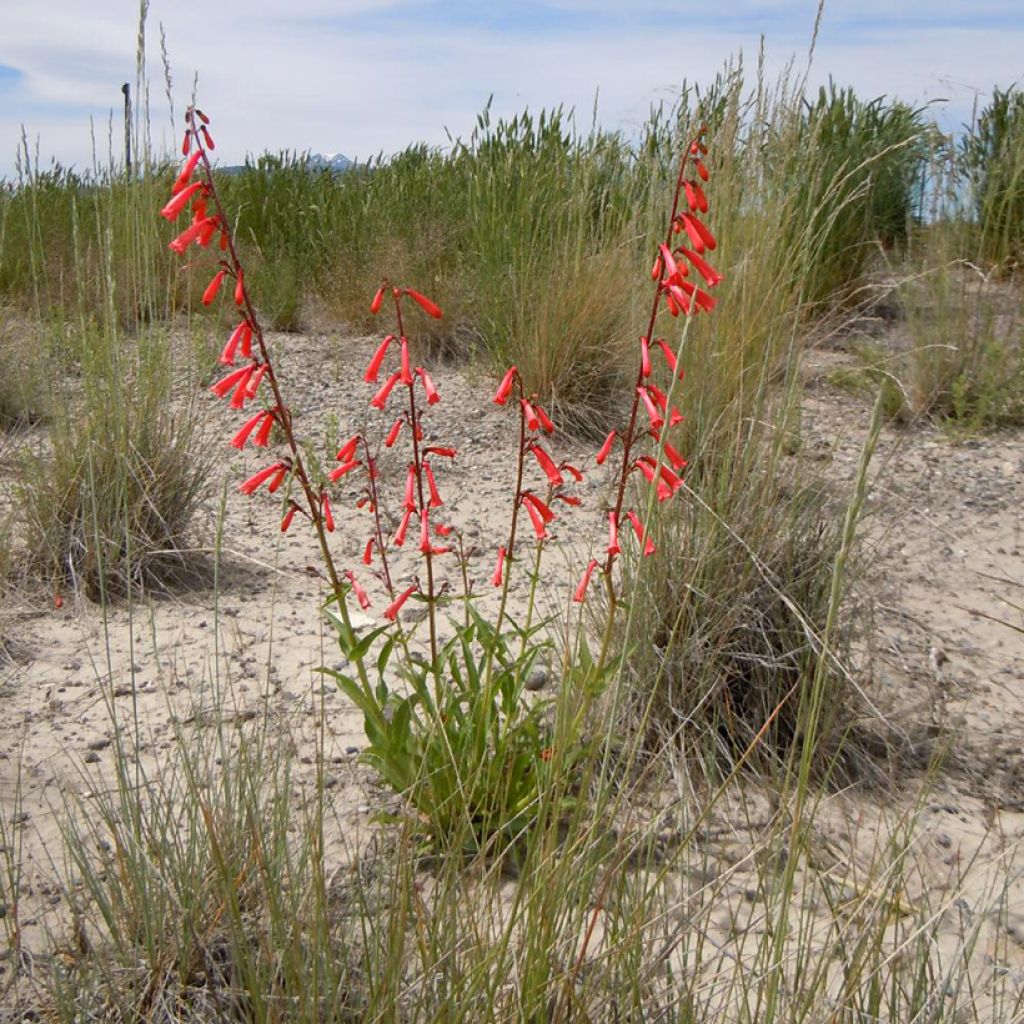 Penstemon eatonii 
