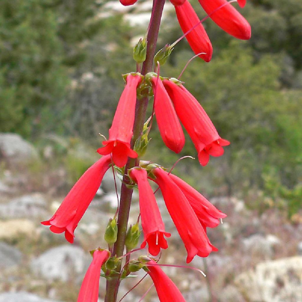 Penstemon eatonii 