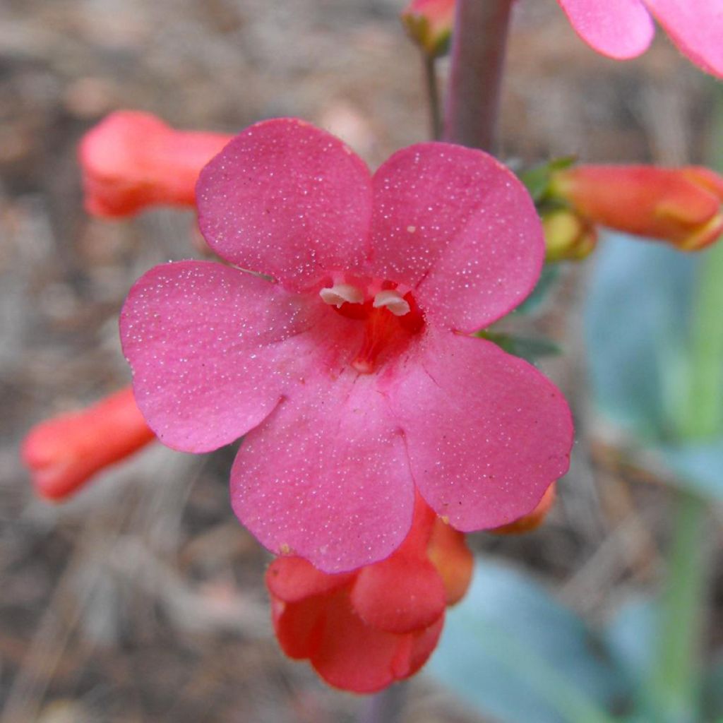 Penstemon superbus 