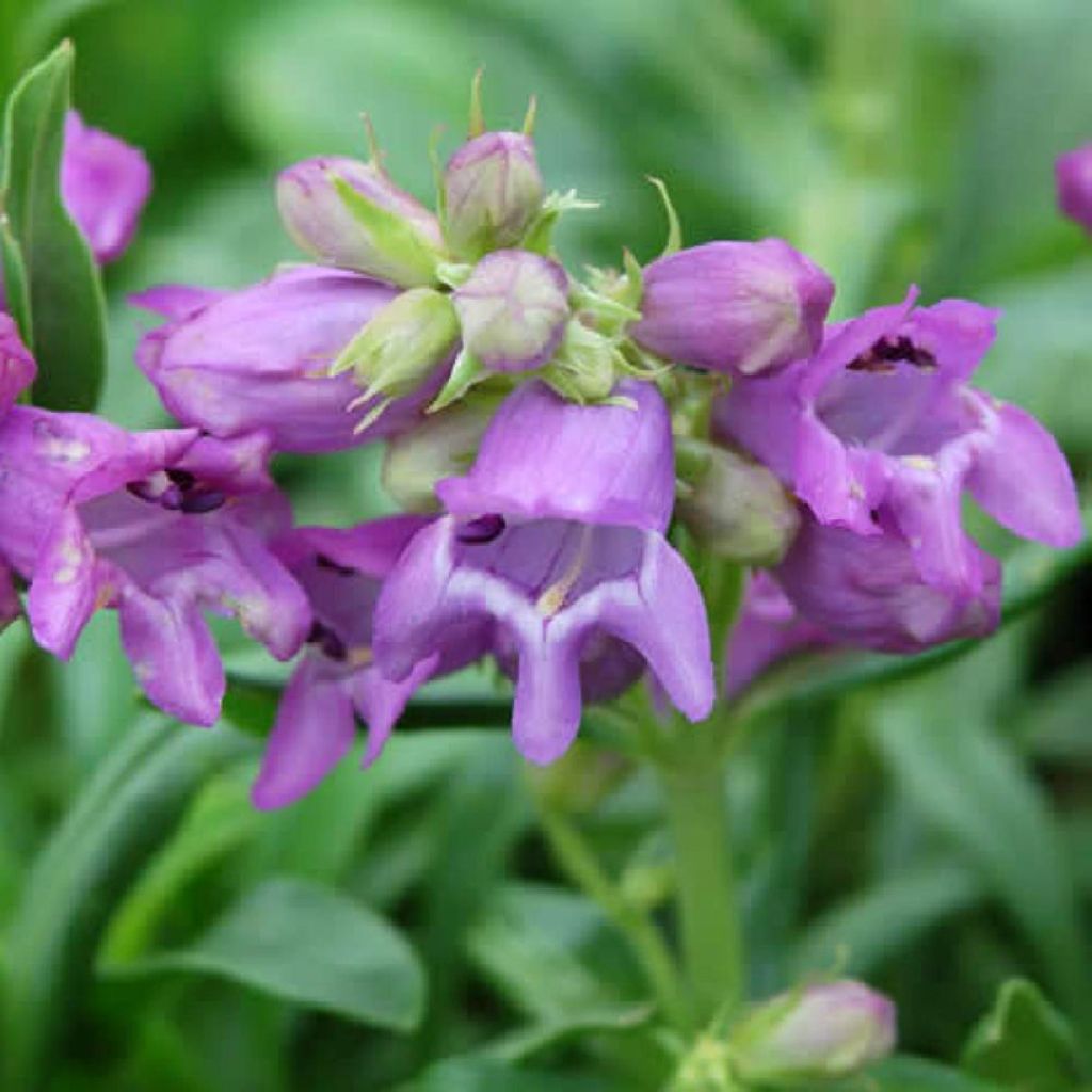 Penstemon virgatus Blue Buckle