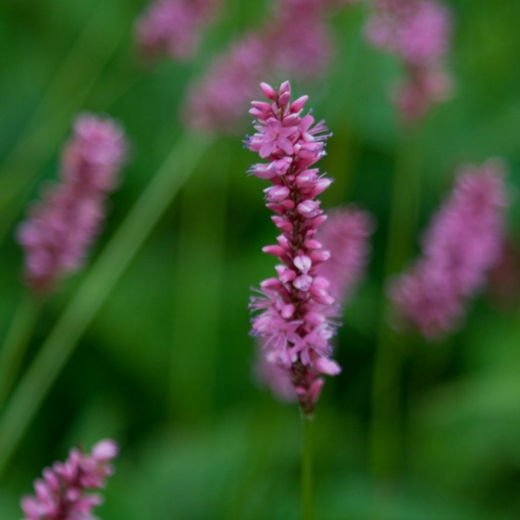 Persicaria amplexicaulis High Society - Mountain Fleece