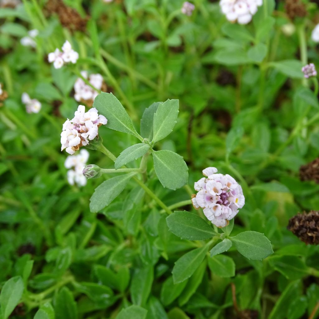 Phyla nodiflora - Capeweed