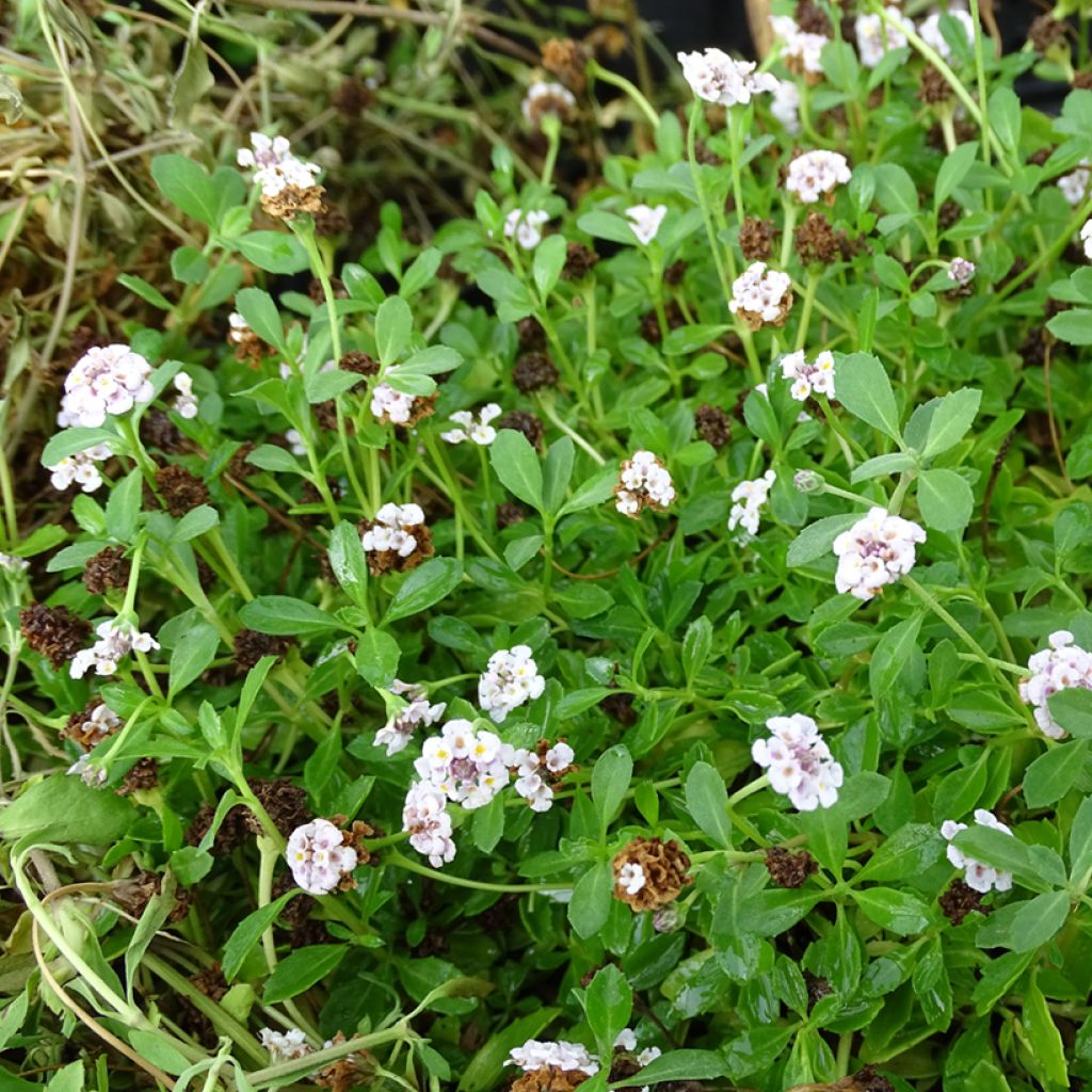 Phyla nodiflora - Capeweed