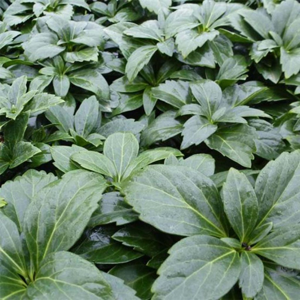 Pachysandra terminalis Green Carpet - Japanese Spurge