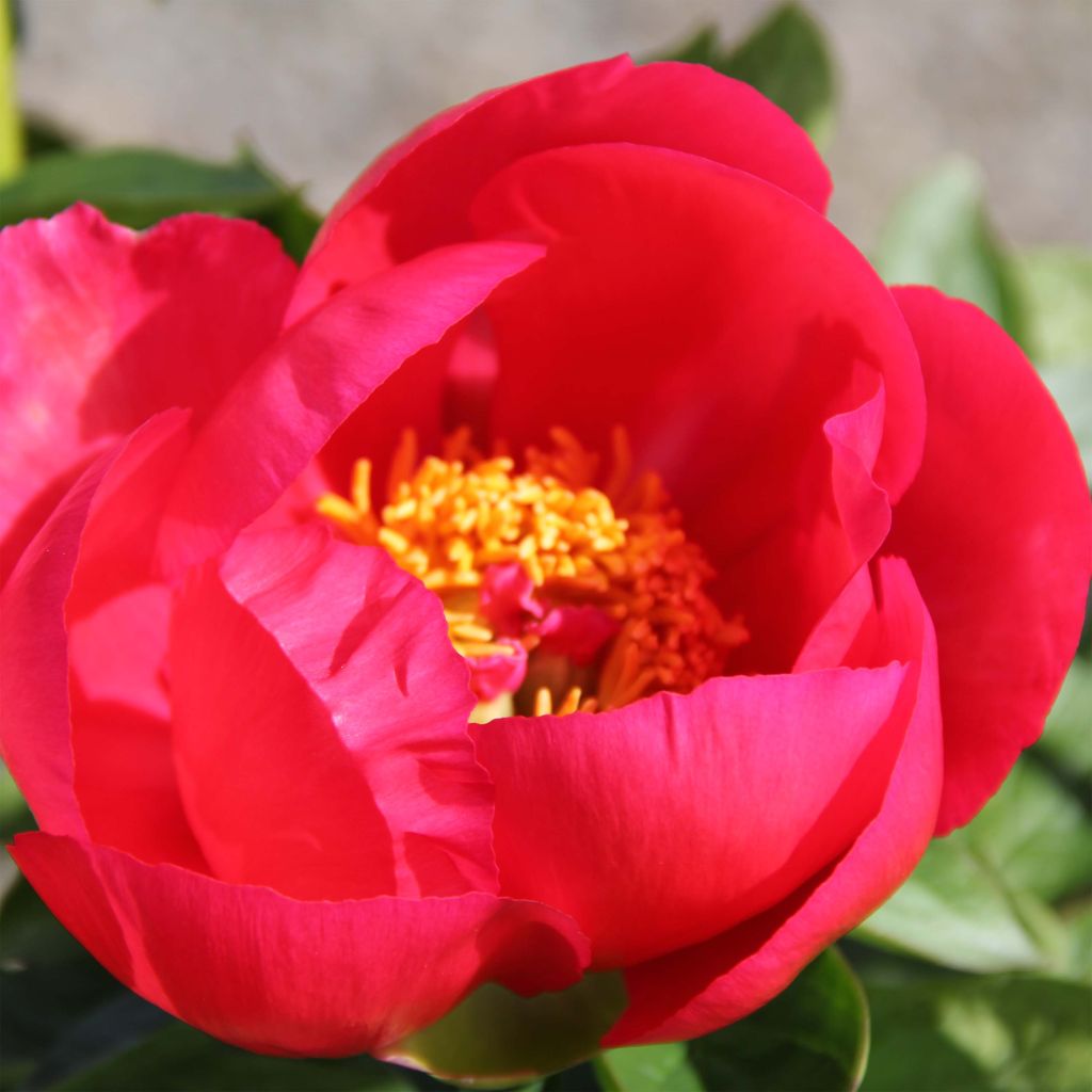 Paeonia lactiflora peregrina Flame