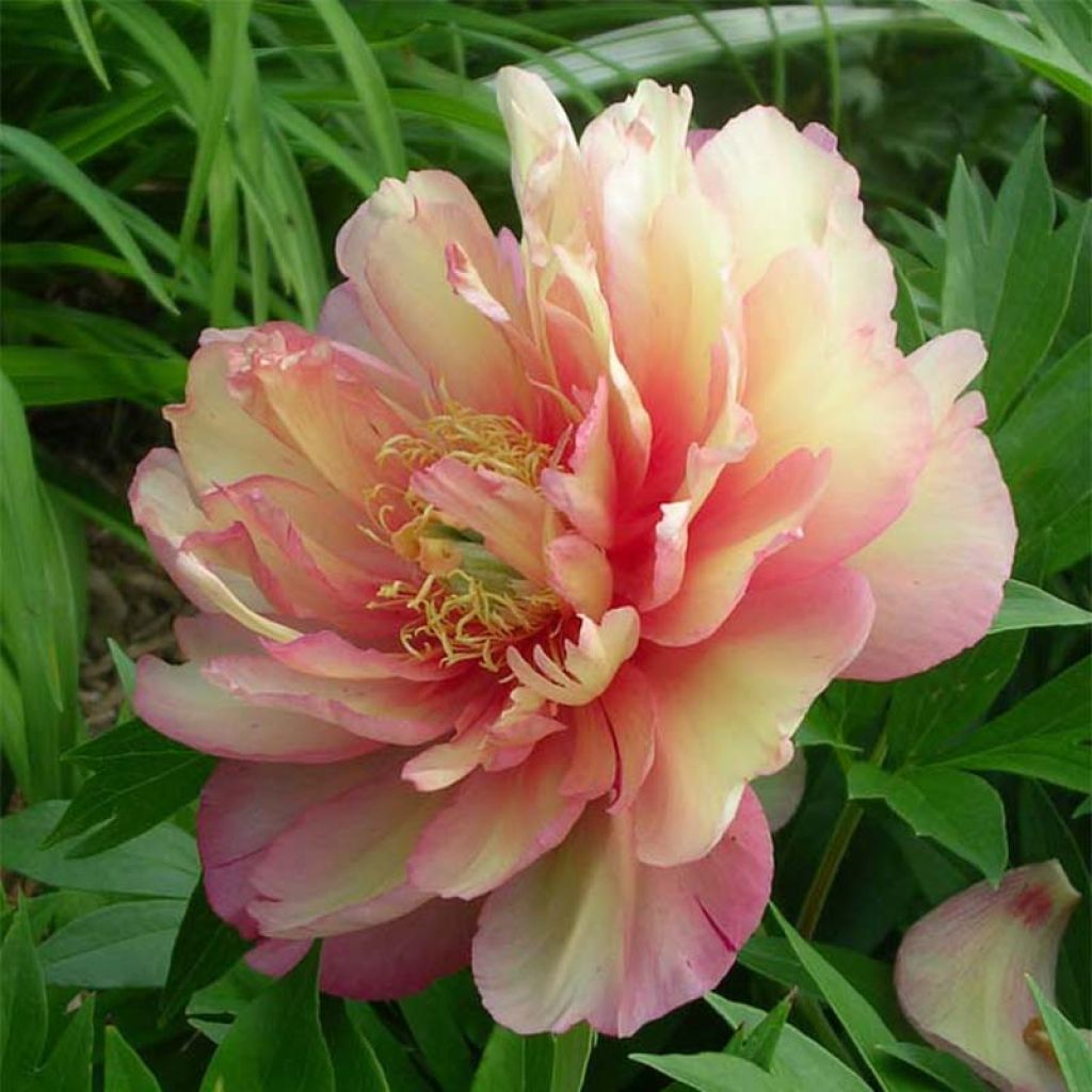Paeonia Itoh Julia Rose
