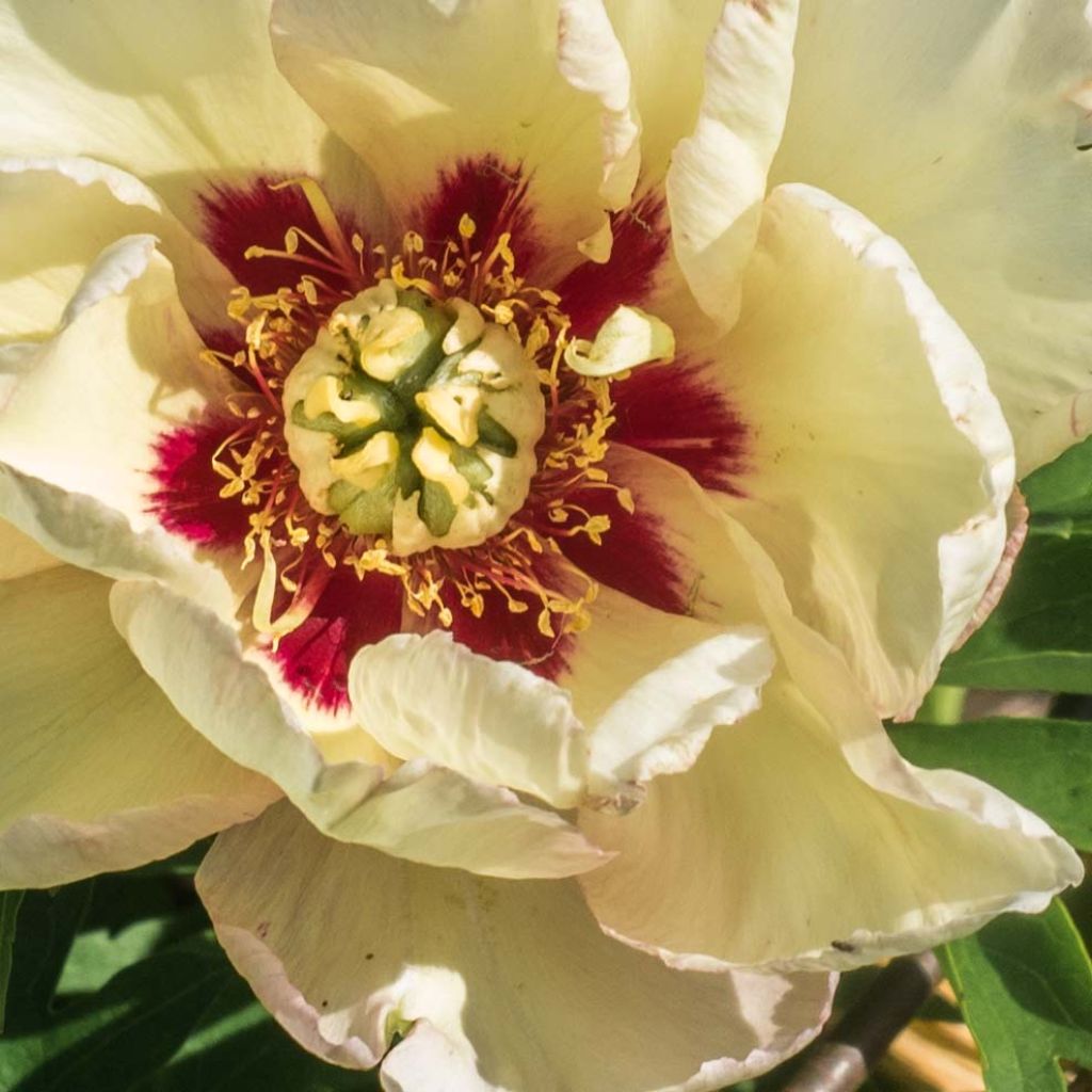Paeonia Itoh Pastel Splendour