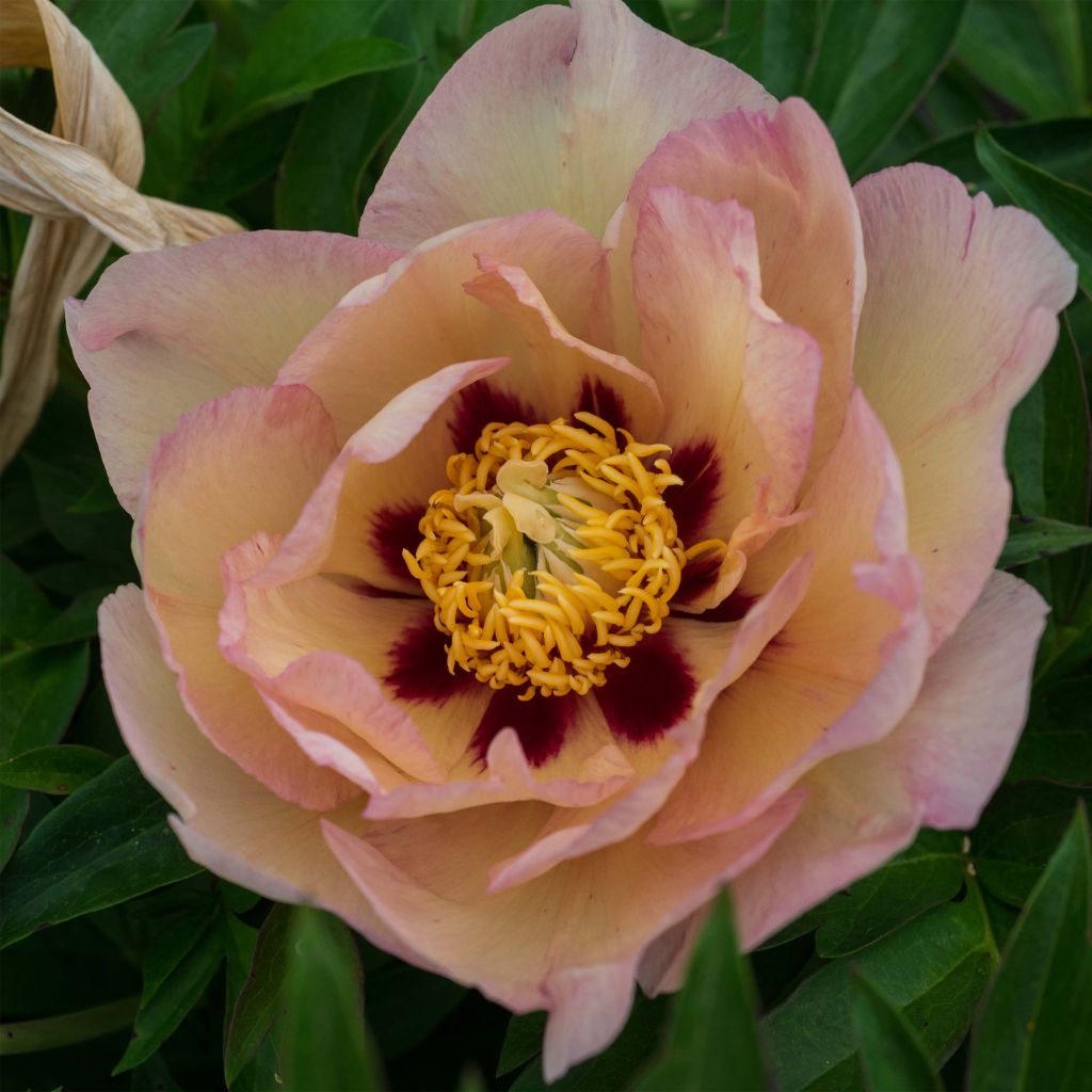 Paeonia Itoh Pastel Splendour