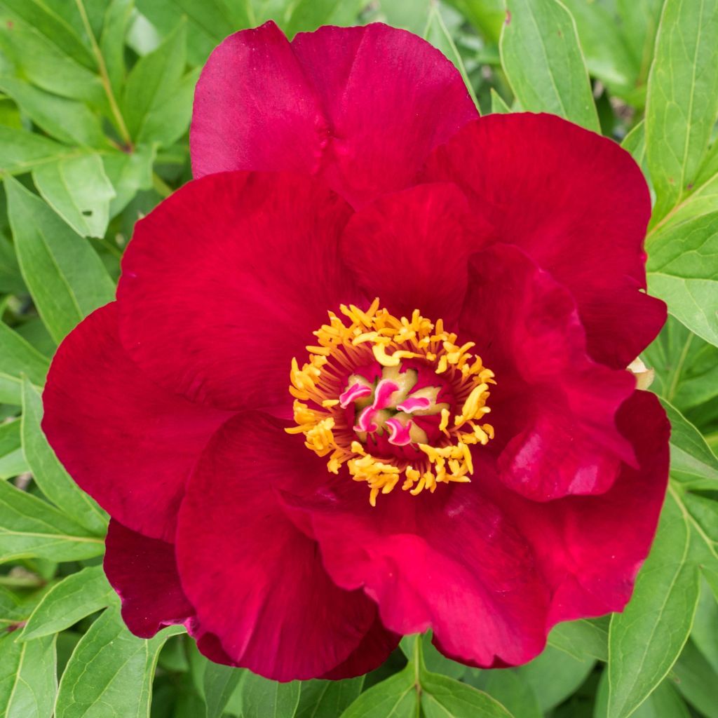 Paeonia x Itoh Scarlet Heaven