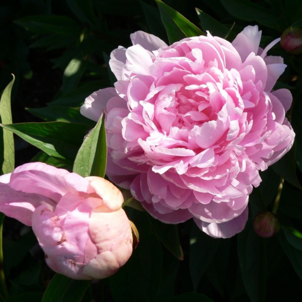 Paeonia lactiflora Sarah Bernhardt