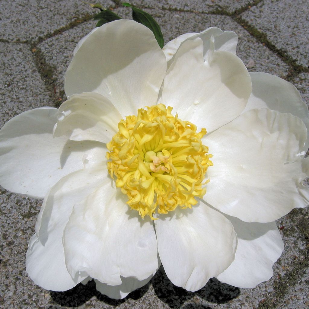 Paeonia lactiflora Jan van Leeuwen - Garden Peony