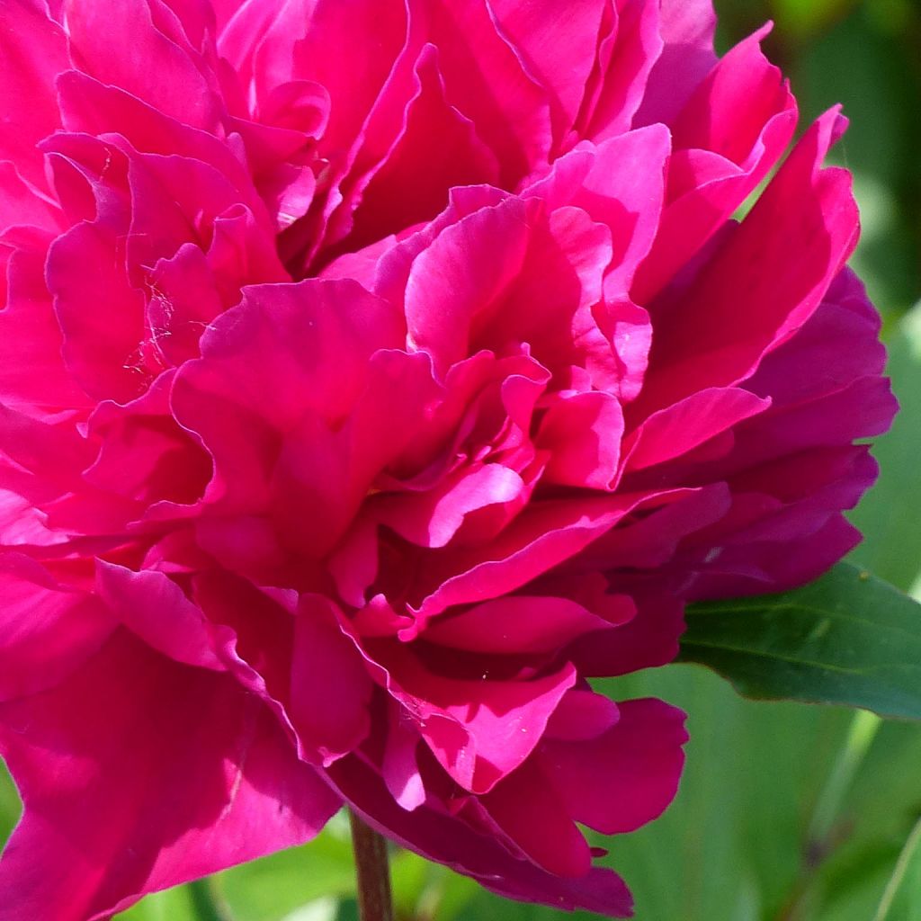 Paeonia lactiflora Karl Rosenfield