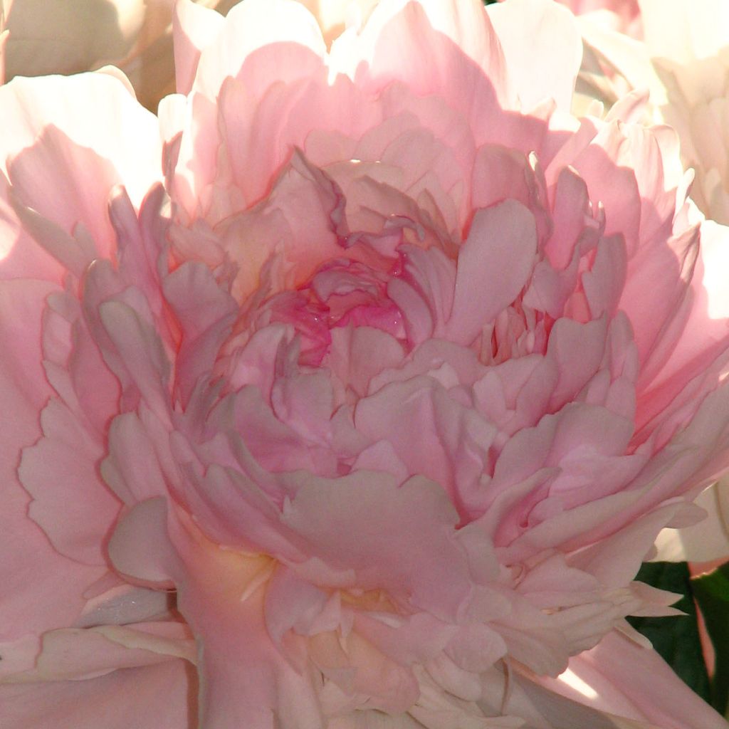 Paeonia lactiflora Madame Calot